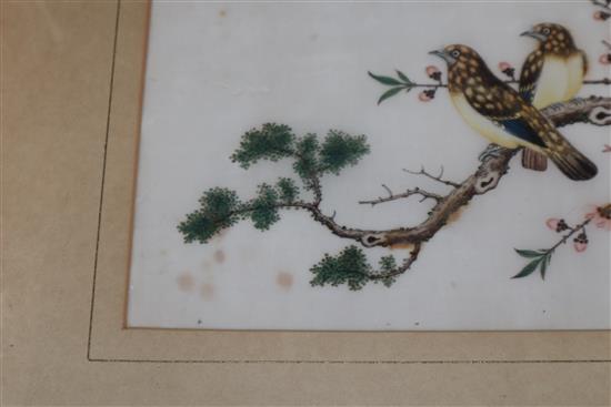 Five Chinese pith paintings, four of birds and two of fish